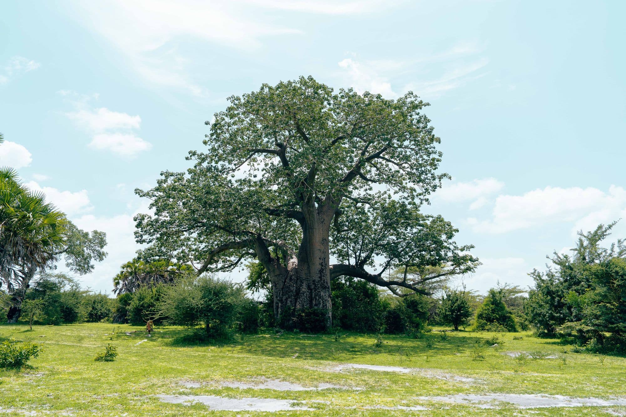Grand baobab au-dessus de la savane, sous un ciel bleu clair.